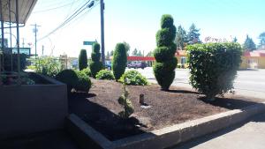 un jardín con arbustos y árboles en una calle en Del Rancho Motel, en Portland