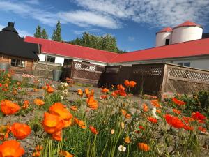 a field of poppies in front of a building at Guesthouse Hof in Vatnsdalur in Hof i Vatnsdal