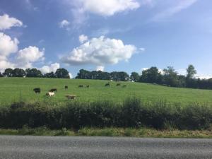 un grupo de vacas pastando en un campo en Hillview House, en Cootehill