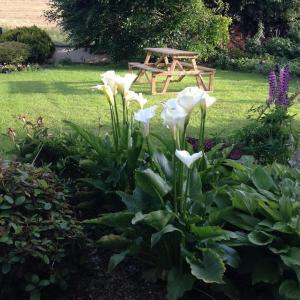庫特希爾的住宿－Hillview House，野餐桌前的一束白色鲜花