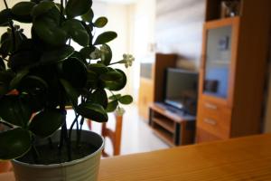 Fotografia z galérie ubytovania borrar parqe v destinácii Roquetas de Mar
