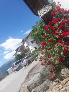 a bunch of red flowers on the side of a mountain at Hofschank Reinalterhof in Malles Venosta