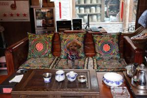 a dog sitting on a couch on a table at Chen Jie Inn in Lijiang