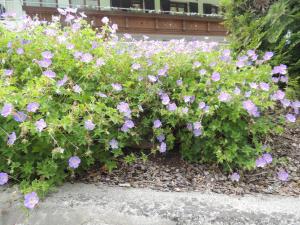 a bush of purple flowers in front of a building at Haus Gafrina in Tschagguns