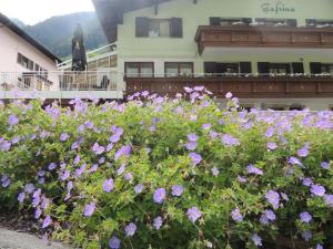a field of purple flowers in front of a building at Haus Gafrina in Tschagguns