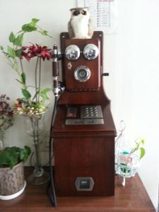 長野市にあるホテル若里の古電話の上に座る猫