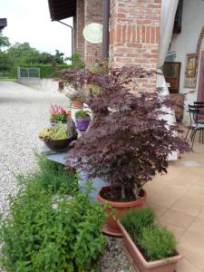 Zahrada ubytování Bed and breakfast Al Rudun