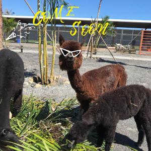 two baby alpacas standing next to each other at Kenting 213 Homestay in Hengchun