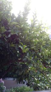 Photo de la galerie de l'établissement Guest House Roza, à Vrboska