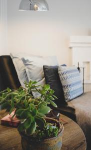 a potted plant sitting on a table in a living room at Bed of Roses in Apollo Bay