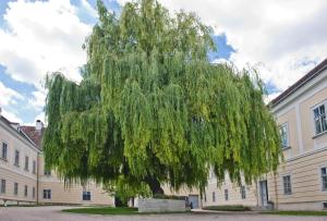 Um jardim no exterior de OBENauf in Unternalb
