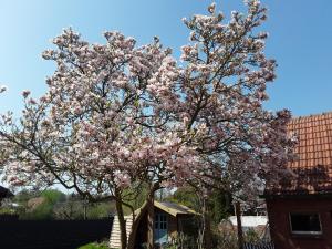 a tree with pink flowers on it in a yard at Ferienwohnung Ostfriesland in Stapelmoor