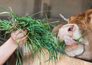 O animal ou animais de estimação com os hóspedes em OBENauf in Unternalb