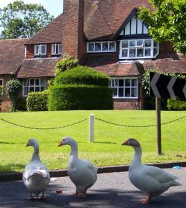 three geese are standing in front of a house at The Brickwall Hotel in Sedlescombe