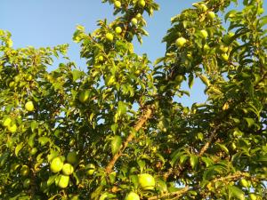 un manzano con muchas manzanas verdes. en Elodie's Country House - Alojamento Local, en Grândola