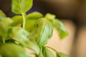 a close up of a plant with green leaves at K-Kanne in Kanne