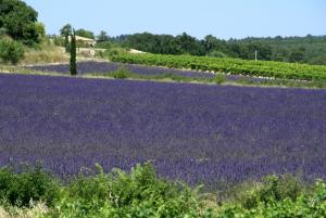 un campo de lavanda con un campo de flores púrpuras en L'Hacienda, en Marguerittes