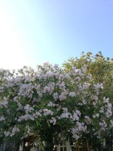 uma árvore com flores cor-de-rosa em cima em Blue White House em Kalamitsi