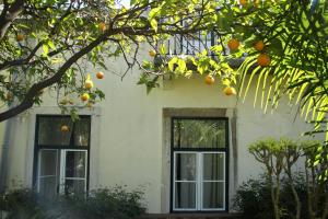 an orange tree in front of a house at Pouso Dos Anjos in Lisbon