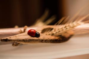 Afbeelding uit fotogalerij van Lou Rosé in Donnaz