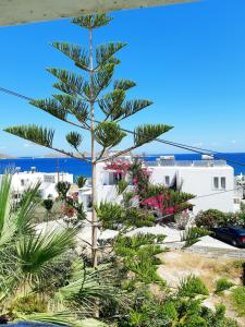 a pine tree in front of a white building at Fotilia Hotel in Naousa