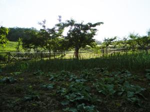Zahrada ubytování Azienda Agrituristica Colle San Giorgio