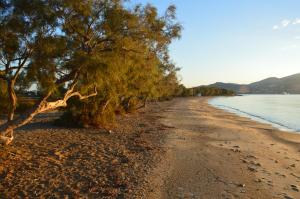 uma praia com árvores ao lado da água em ThalaSEA - village Antiparos em Antiparos Town