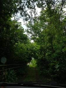 a road in the middle of a forest with trees at Guesthouse Eco Chakvi in Chakvi