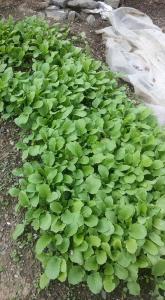 a bunch of green plants on the ground at Hotel Bukor Shtepi Magnolia in Mandrica