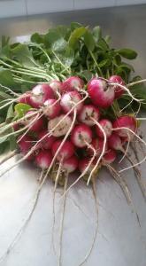 a bunch of radishes sitting on a table at Hotel Bukor Shtepi Magnolia in Mandrica