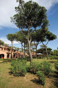 a tree in a field in front of a building at Residence I Tusci in Puntone di Scarlino