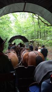 a group of horses standing in a trailer at Stara Papiernia Zielony Lasek in Krutyński Piecek