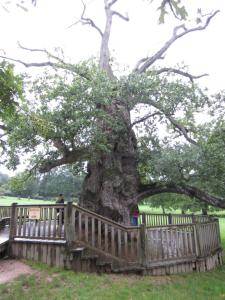 ein großer Baum hinter einem Holzzaun in der Unterkunft Ar Litorienn in Paimpont