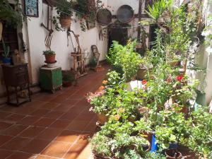 a garden with many plants and potted plants at Fonda Del Tozal in Teruel