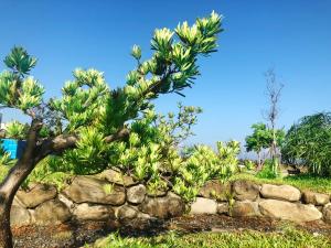 Vrt ispred objekta Pisces Garden B&B