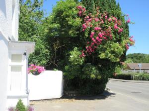 une brousse avec des fleurs roses sur le côté d'une maison dans l'établissement Anchor House, à Alford