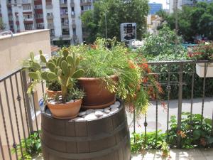 un montón de plantas en macetas sentadas en la parte superior de un barril en Apartments City Center en Tivat