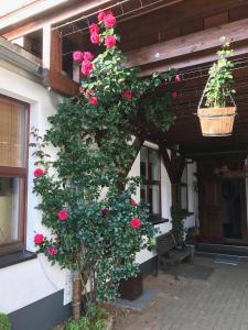 プラウエンにあるWieko Ferienwohnungenの家の脇にピンクのバラが咲く植物