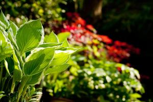 A garden outside The Old Stables B&B 