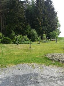 a field of green grass with trees in the background at Ferienwohnung Pedro in Weißenstadt