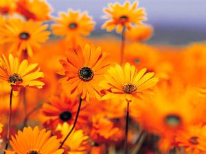 ビセウカにあるA i Mの畑の黄色い花束
