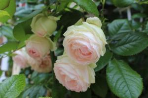 um grupo de rosas cor-de-rosa numa árvore em Chambres d'Hôtes La Gloriette em Ryes