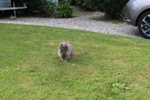 um gato a andar na relva num quintal em Chambres d'Hôtes La Gloriette em Ryes