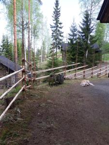 a dog laying on the ground next to a fence at Kinkamon Pirtti in Keuruu