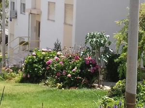 a garden of flowers in front of a building at Tiagos Apartament in Faro +6 photos