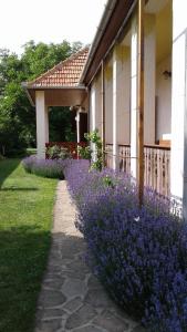 un jardín con flores púrpuras junto a una casa en Nosztalgia Vendégház, en Mezőkövesd