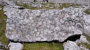 Fotografia z galérie ubytovania Residenza Caola Sant'Antonio Mavignola v destinácii Madonna di Campiglio