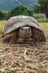 Zvířata v prázdninového domu nebo okolí