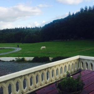 a white horse grazing in a green field at Muckross Riding Stables in Killarney