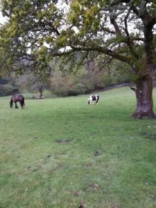 
two horses grazing in a grassy field with trees at Muckross Riding Stables in Killarney
